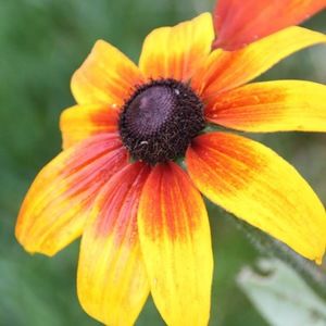 Meet your Posher, Hailey